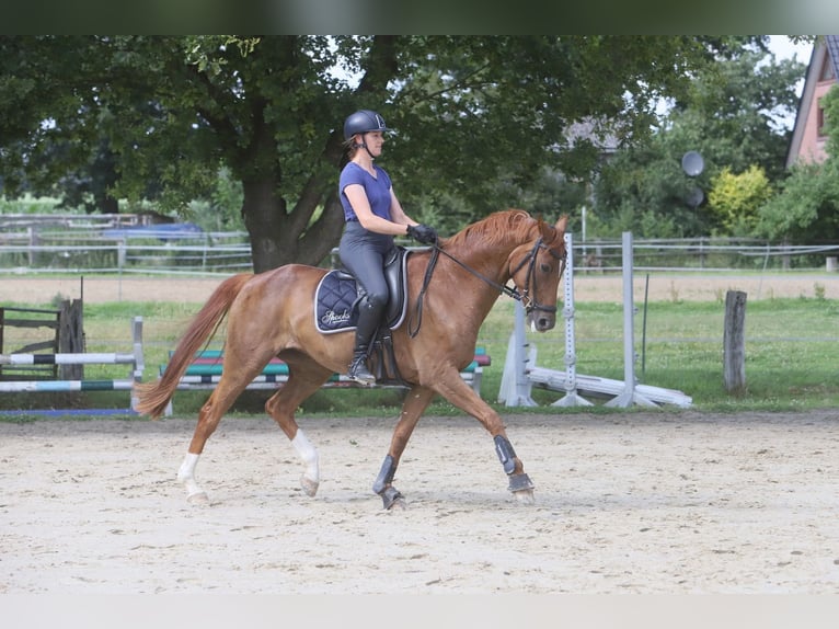 Hanoverian Mare 10 years 16 hh Chestnut-Red in Sottrum