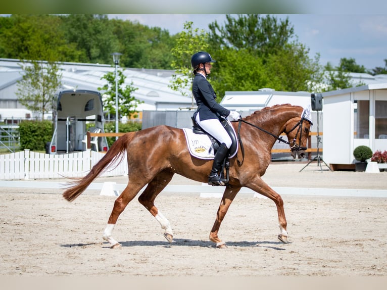 Hanoverian Mare 10 years 16 hh Chestnut-Red in Sottrum