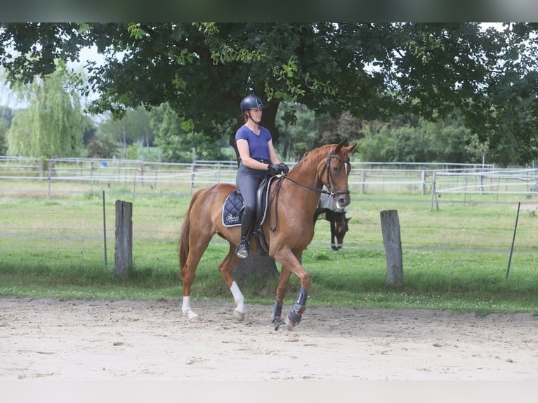 Hanoverian Mare 10 years 16 hh Chestnut-Red in Sottrum