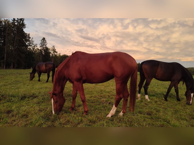 Hanoverian Mare 10 years 16 hh Chestnut-Red in Beratzhausen