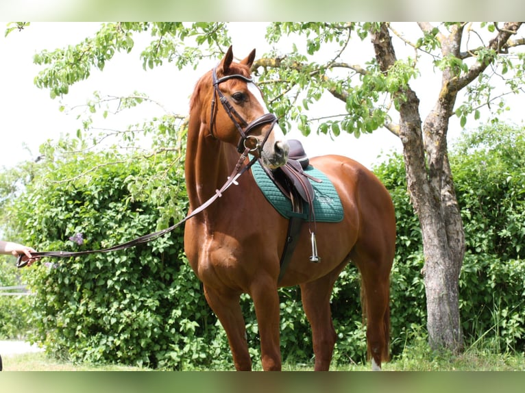 Hanoverian Mare 10 years 16 hh Chestnut-Red in Beratzhausen