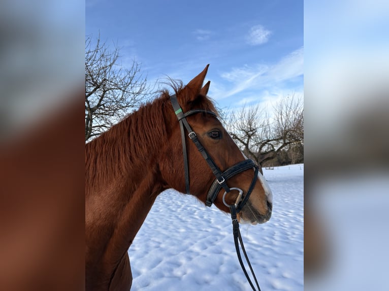 Hanoverian Mare 10 years 16 hh Chestnut-Red in Beratzhausen