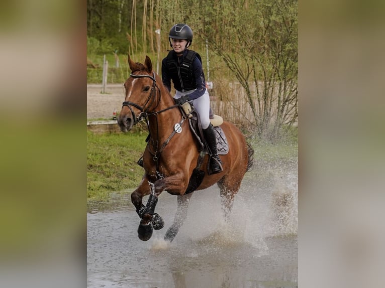 Hanoverian Mare 10 years 16 hh Chestnut-Red in Ascheberg