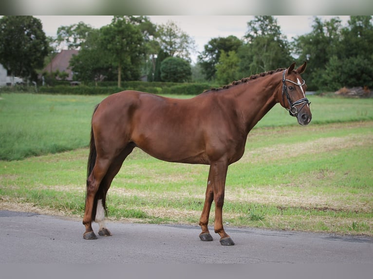 Hanoverian Mare 10 years 16 hh in Ennigerloh