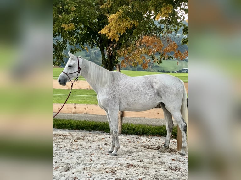 Hanoverian Mare 10 years 16 hh Grey in Mondsee