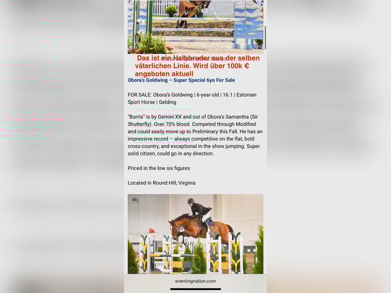 Hanoverian Mare 10 years 16 hh Grey-Fleabitten in Mondsee