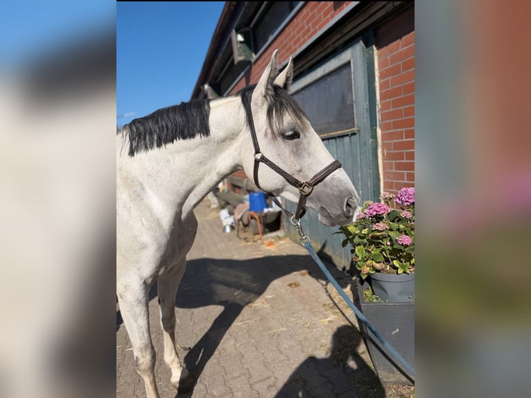 Hanoverian Mare 10 years 16 hh Grey in Neustadt bei Coburg