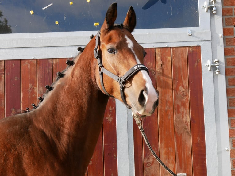 Hanoverian Mare 10 years 16 hh in Dorsten