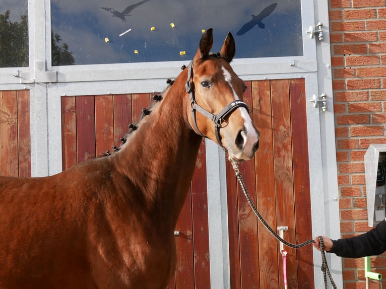 Hanoverian Mare 10 years 16 hh in Dorsten