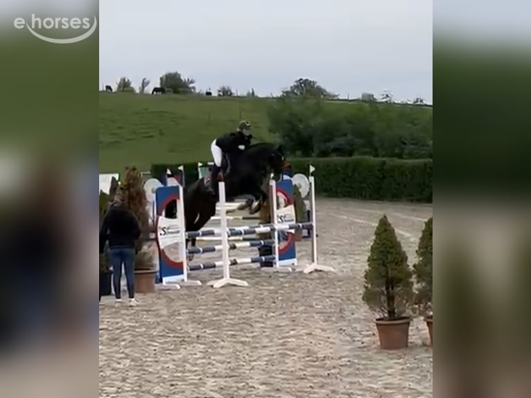 Hanoverian Mare 10 years 16 hh Smoky-Black in Lebach