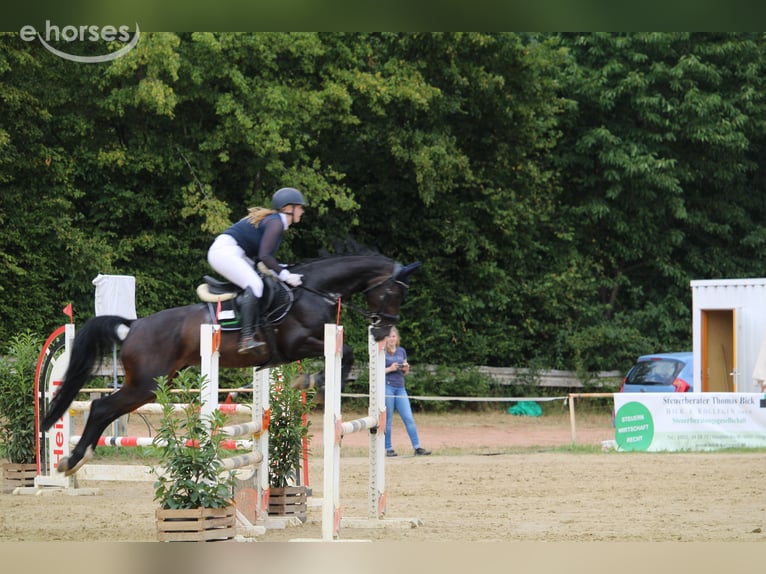 Hanoverian Mare 10 years 16 hh Smoky-Black in Lebach