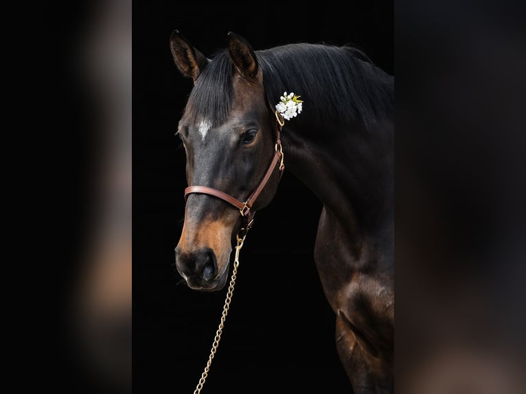 Hanoverian Mare 10 years 16,1 hh Bay-Dark in DUSZNIKI