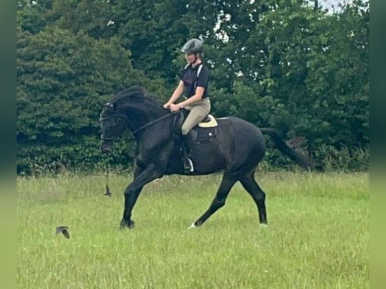 Hanoverian Mare 10 years 16,1 hh Bay-Dark in Celle