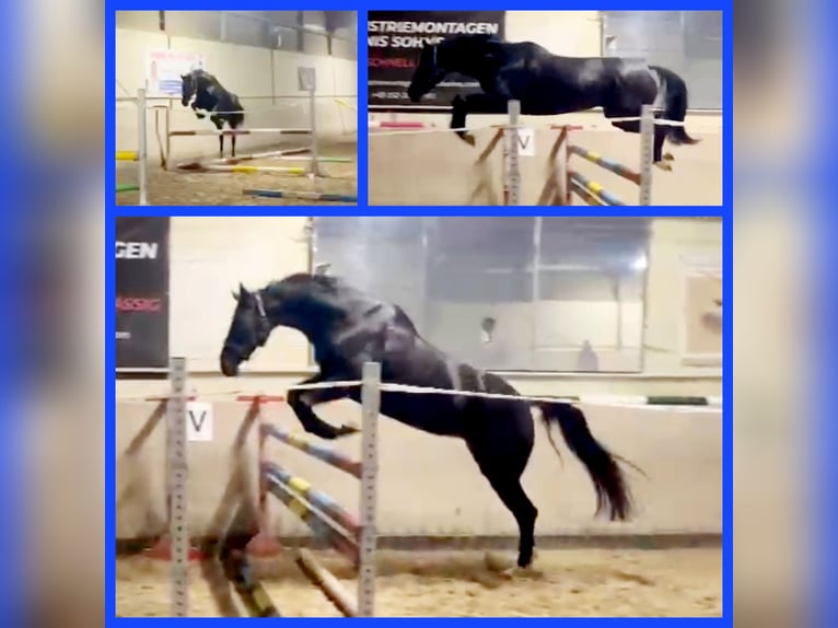 Hanoverian Mare 10 years 16,1 hh Bay-Dark in Celle