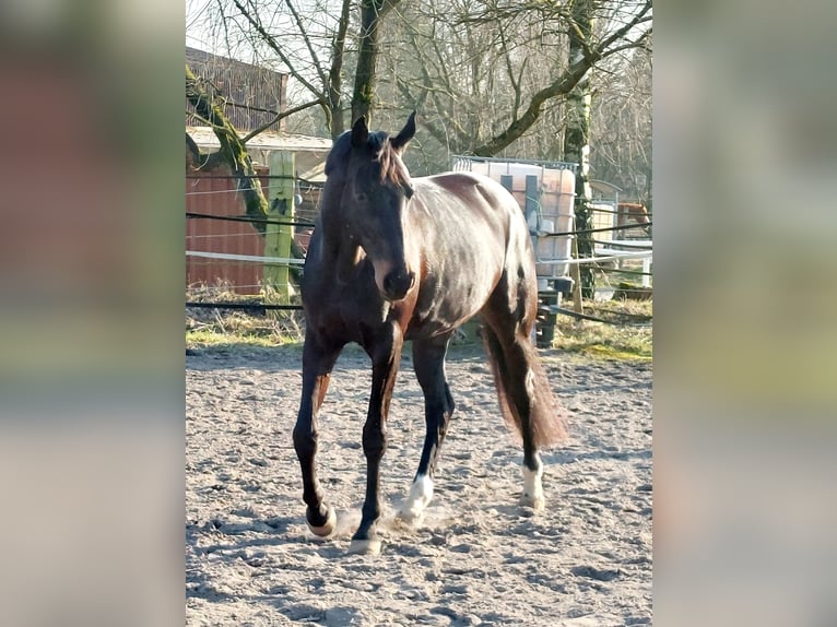 Hanoverian Mare 10 years 16,1 hh Bay-Dark in Celle