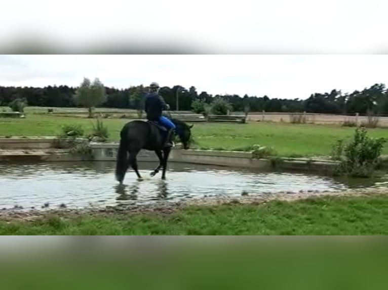 Hanoverian Mare 10 years 16,1 hh Bay-Dark in Celle