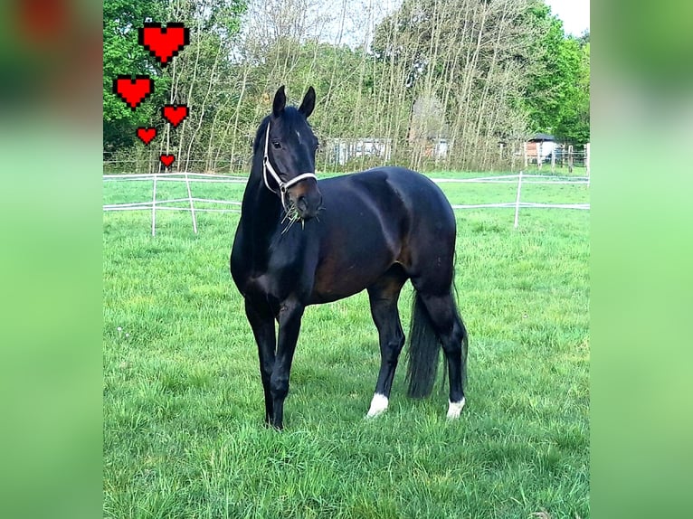 Hanoverian Mare 10 years 16,1 hh Bay-Dark in Celle