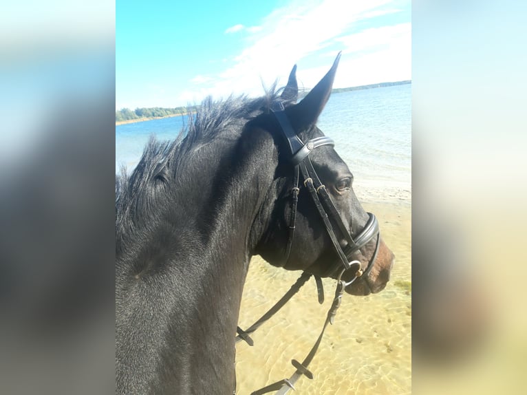 Hanoverian Mare 10 years 16,1 hh Bay-Dark in Celle