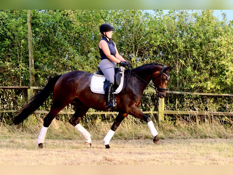 Hanoverian Mare 10 years 16,1 hh Bay-Dark in D&#xF6;rverden