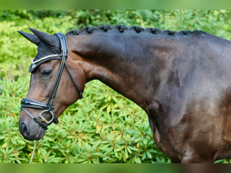 Hanoverian Mare 10 years 16,1 hh Bay-Dark in D&#xF6;rverden