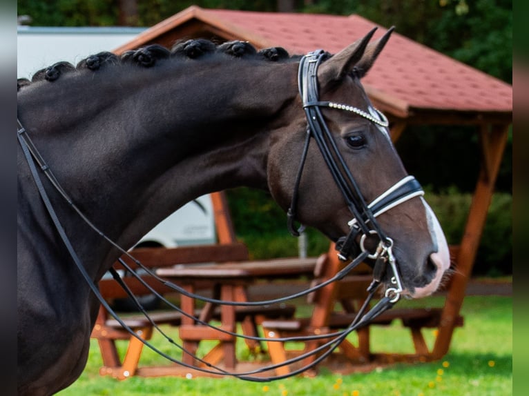 Hanoverian Mare 10 years 16,1 hh Bay-Dark in Niemegk Hanoverian Mare 10 years 16,1 hh Bay-Dark in Niemegk