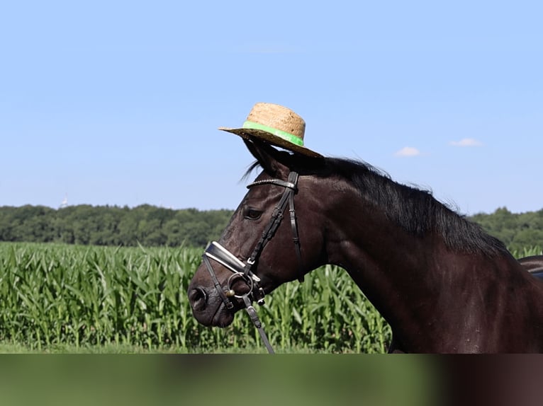 Hanoverian Mare 10 years 16,1 hh Black in Haftenkamp