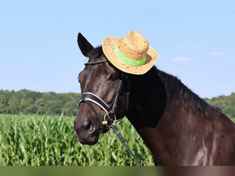 Hanoverian Mare 10 years 16,1 hh Black in Haftenkamp