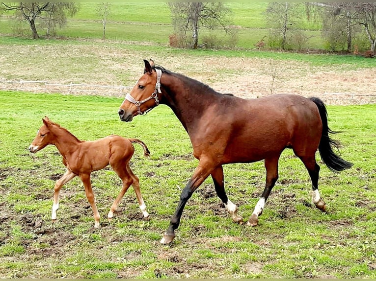 Hanoverian Mare 10 years 16,1 hh Brown in Grünkraut