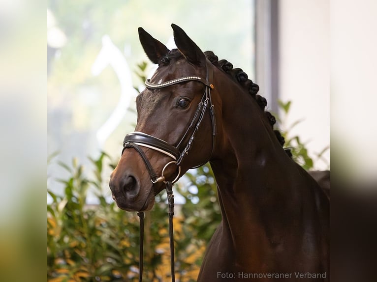 Hanoverian Mare 10 years 16,1 hh Brown in Verden (Aller)