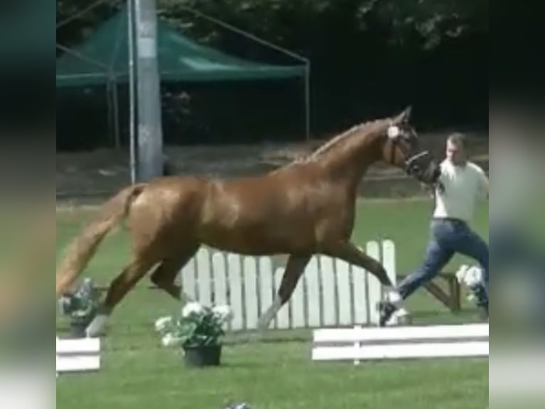 Hanoverian Mare 10 years 16,1 hh Chestnut in Neukirchen-Vluyn Hanoverian Mare 10 years 16,1 hh Chestnut in Neukirchen-Vluyn