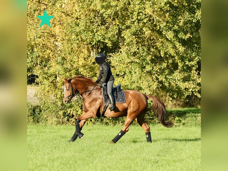 Hanoverian Mare 10 years 16,1 hh Chestnut in Handorf