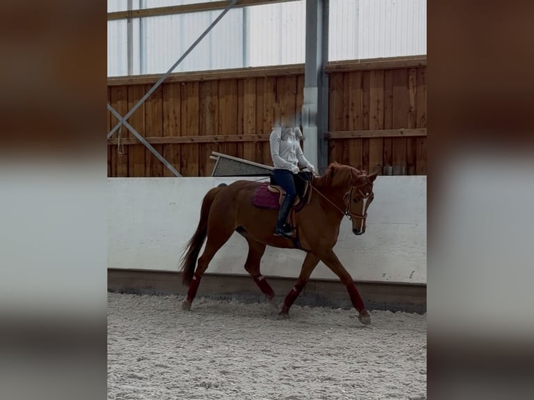Hanoverian Mare 10 years 16,1 hh Chestnut-Red in Crailsheim