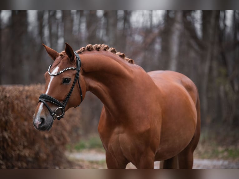 Hanoverian Mare 10 years 16,1 hh Chestnut-Red in Wehringen