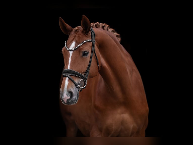 Hanoverian Mare 10 years 16,1 hh Chestnut-Red in Wehringen