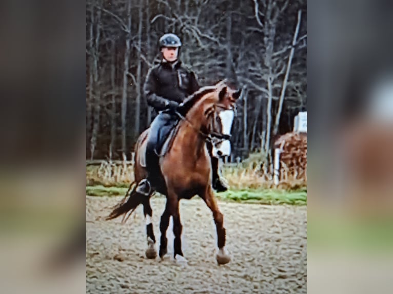 Hanoverian Mare 10 years 16,1 hh Chestnut-Red in Ruiselede