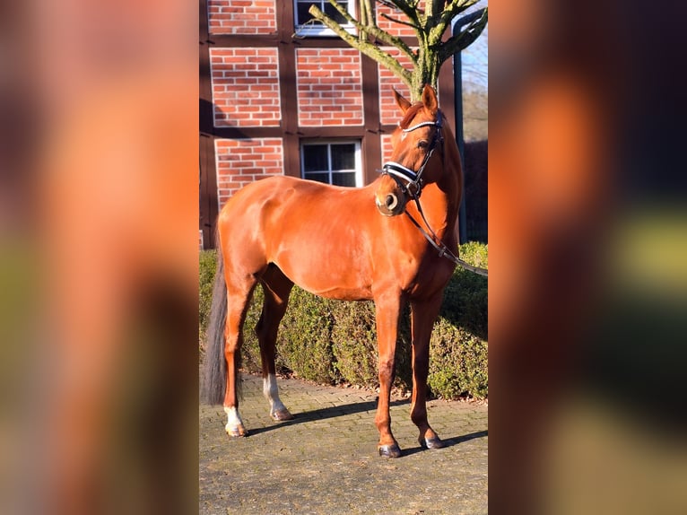 Hanoverian Mare 10 years 16,1 hh Chestnut-Red in Warendorf