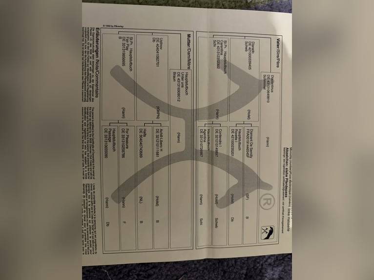 Hanoverian Mare 10 years 16,1 hh Grey in Gronau (Leine)Gronau