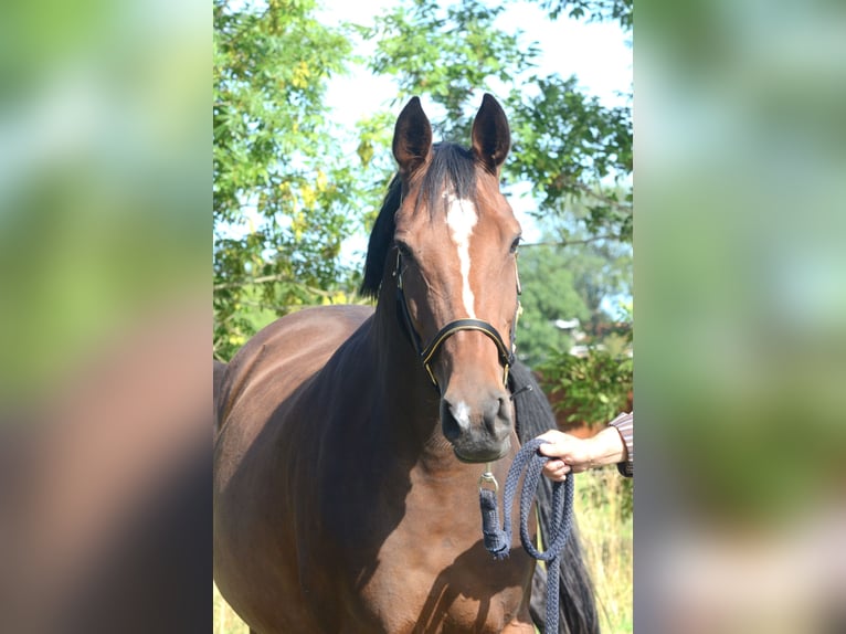 Hanoverian Mare 10 years 16,2 hh Bay-Dark in Wangerland Hohenkirchen