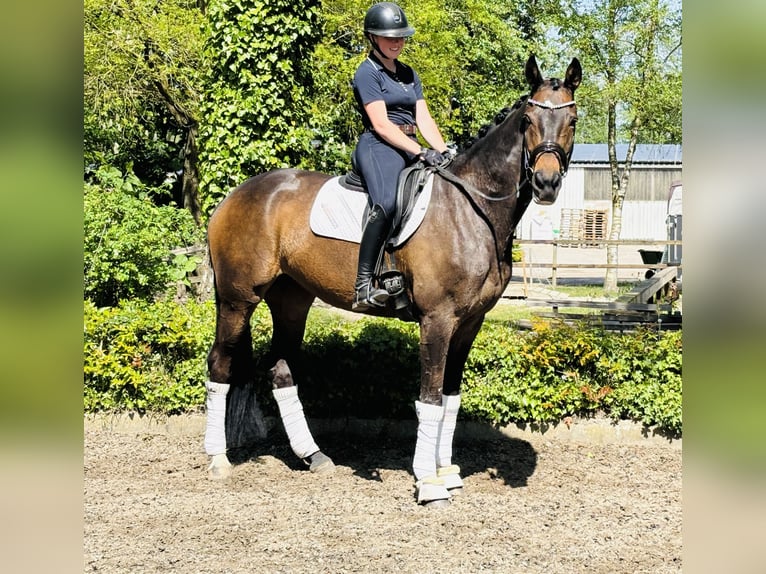 Hanoverian Mare 10 years 16,2 hh Bay-Dark in HassendorfSottrum