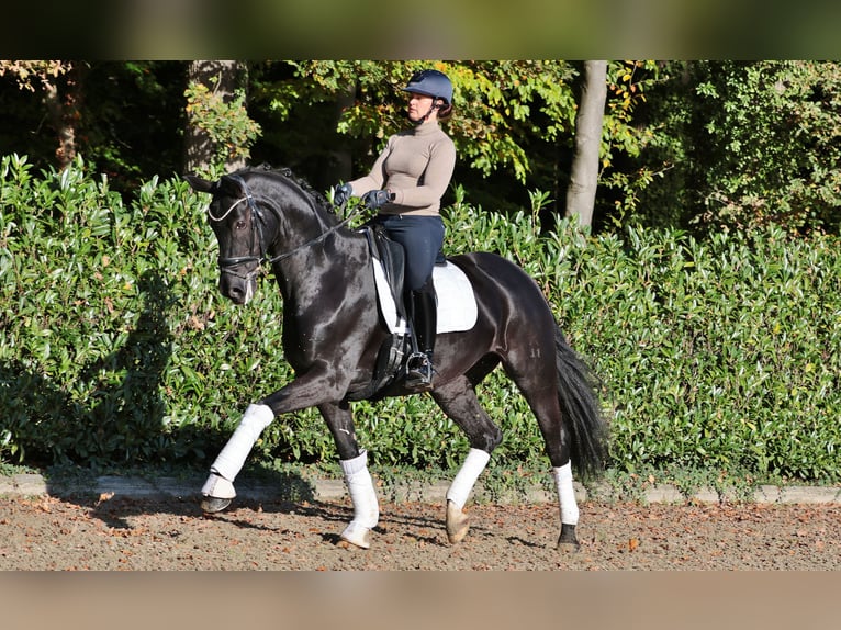 Hanoverian Mare 10 years 16,2 hh Black in Ibbenbüren Hanoverian Mare 10 years 16,2 hh Black in Ibbenbüren