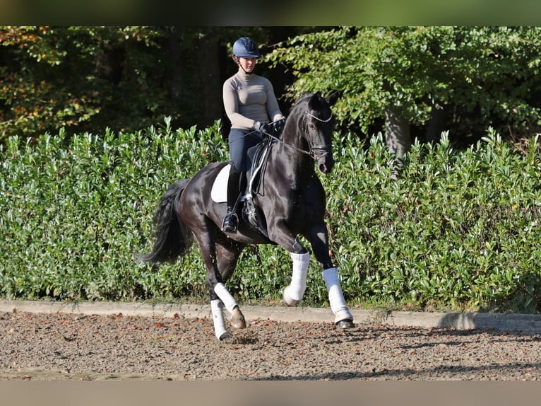 Hanoverian Mare 10 years 16,2 hh Black in Ibbenbüren Hanoverian Mare 10 years 16,2 hh Black in Ibbenbüren