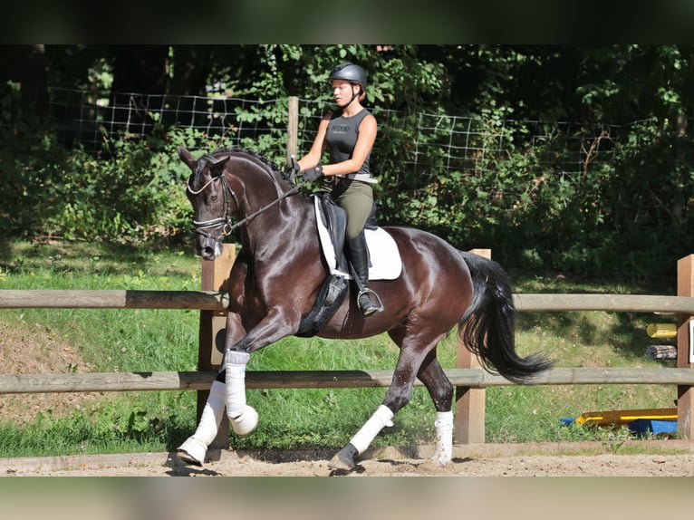 Hanoverian Mare 10 years 16,2 hh Black in Ibbenb&#xFC;ren