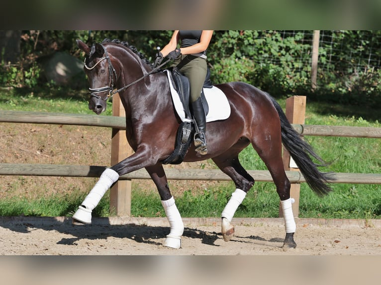 Hanoverian Mare 10 years 16,2 hh Black in Ibbenb&#xFC;ren
