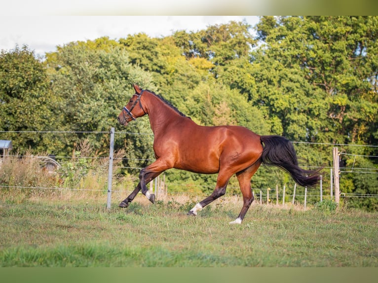 Hanoverian Mare 10 years 16,2 hh Brown in Schnega L&#xFC;tenthien