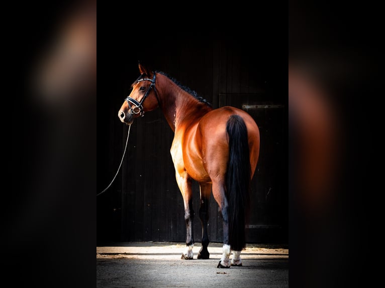 Hanoverian Mare 10 years 16,2 hh Brown in Schnega L&#xFC;tenthien