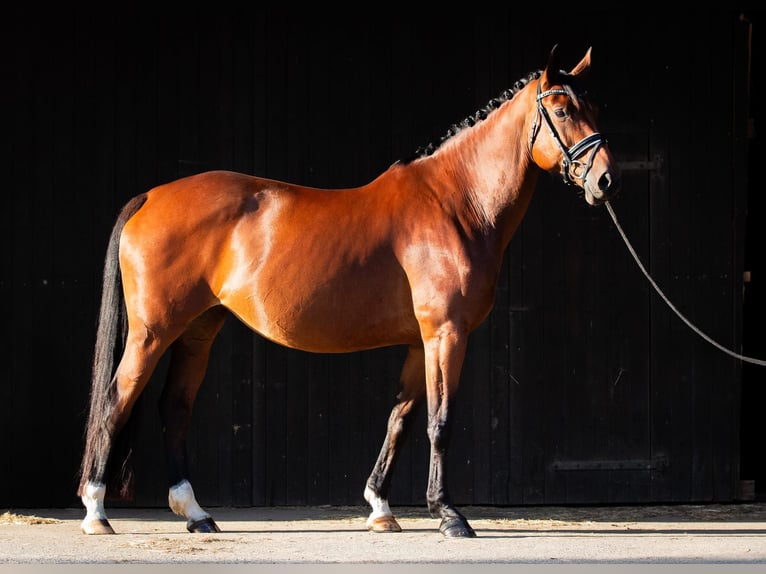 Hanoverian Mare 10 years 16,2 hh Brown in Schnega L&#xFC;tenthien