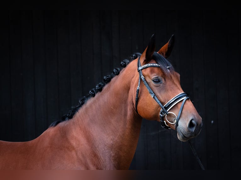 Hanoverian Mare 10 years 16,2 hh Brown in Schnega L&#xFC;tenthien