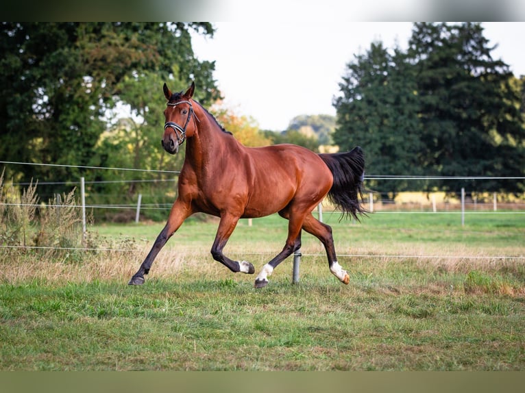 Hanoverian Mare 10 years 16,2 hh Brown in Schnega L&#xFC;tenthien