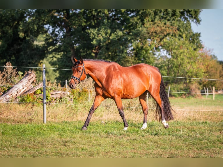 Hanoverian Mare 10 years 16,2 hh Brown in Schnega L&#xFC;tenthien