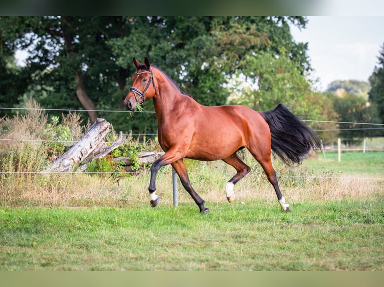 Hanoverian Mare 10 years 16,2 hh Brown in Schnega L&#xFC;tenthien